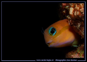 Little Blennie... by Michel Lonfat 